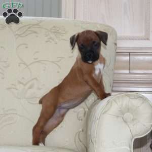 Tesla, Boxer Puppy
